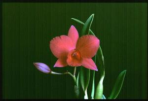 C. N.R. Diamond Orchids AM 80 pts